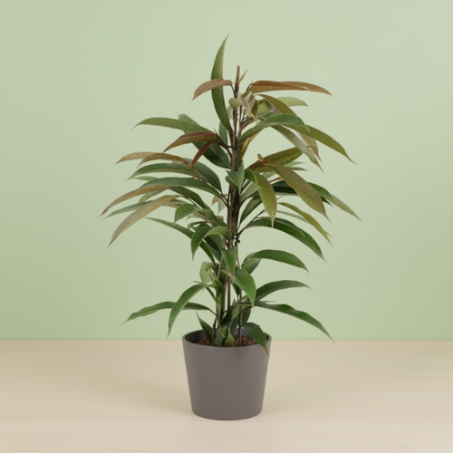 Ficus Binnendijkii Amstel King