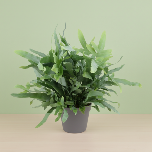 Phlebodium Blue Fern