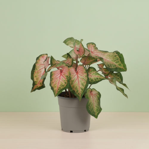 Caladium Roze