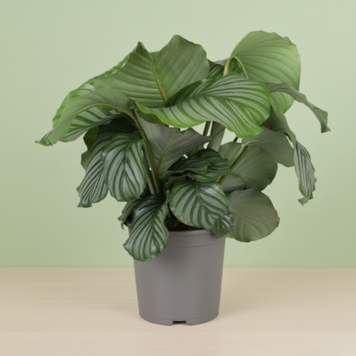 Calathea Orbifolia