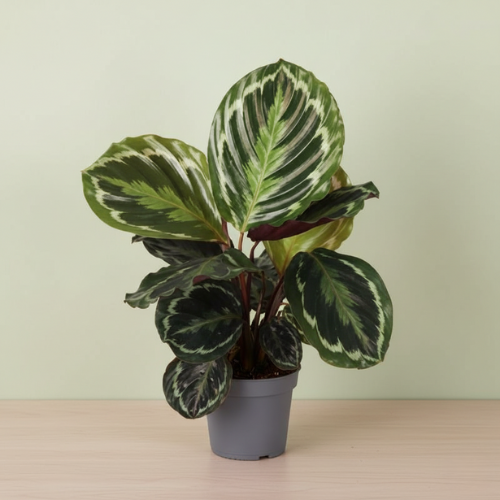 Calathea Medallion