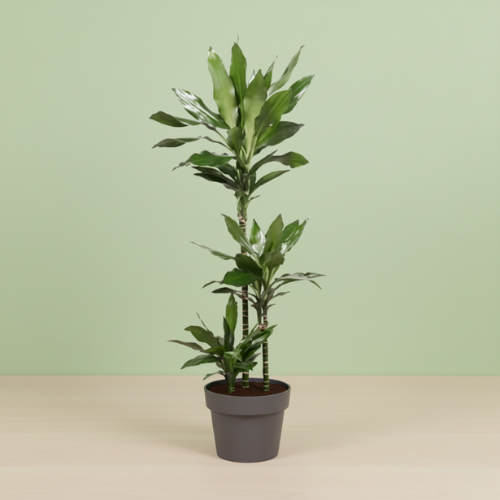 Dracaena Janet Lind