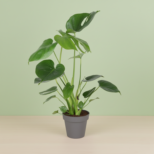 Monstera Deliciosa