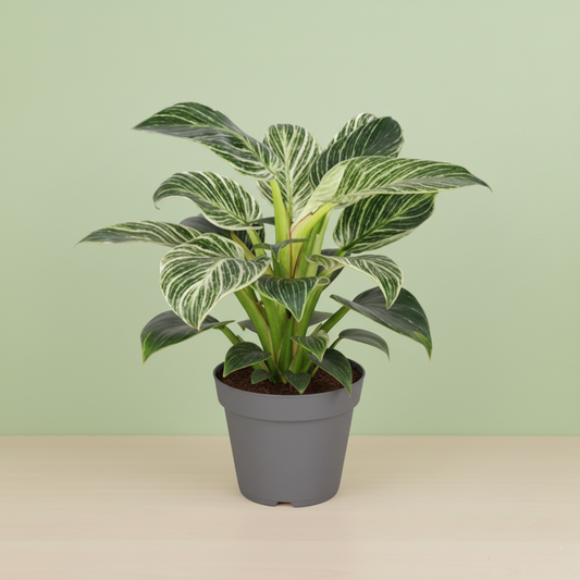 Philodendron Birkin