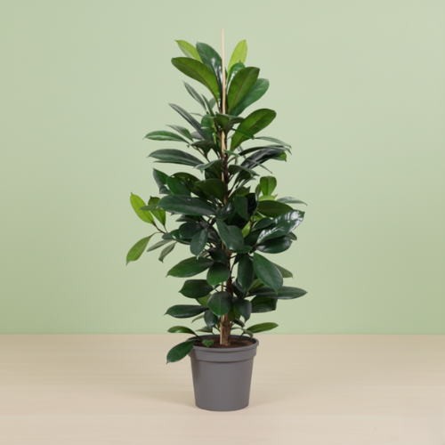 Ficus Cyathistipula