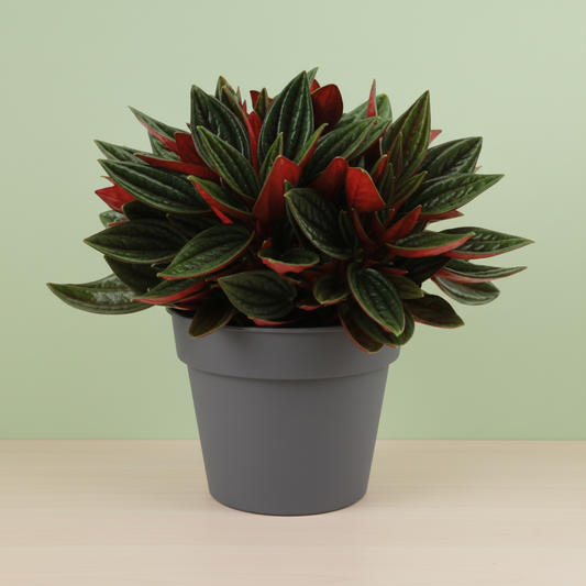 Peperomia Caperata Rosso