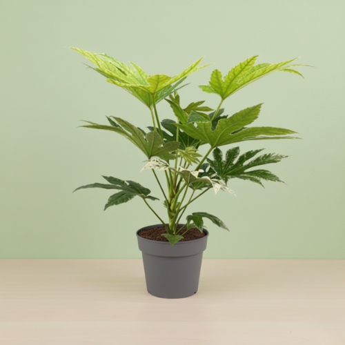 Fatsia Japonica Spider Web