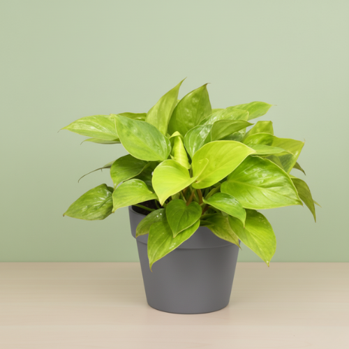 Homalomena Lemon Lime