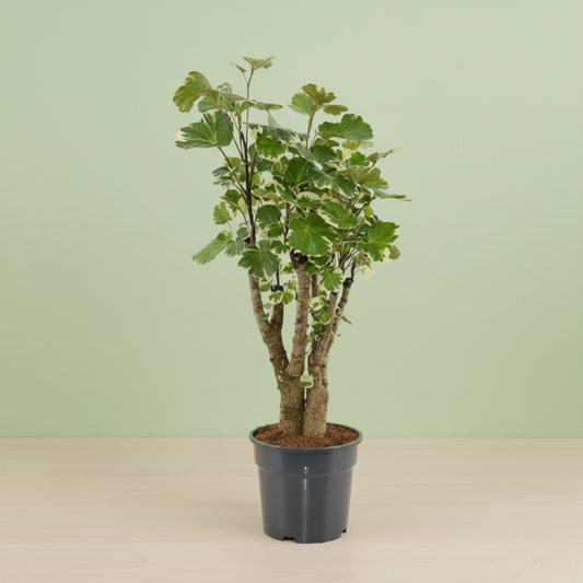 Polyscias Balfouriana