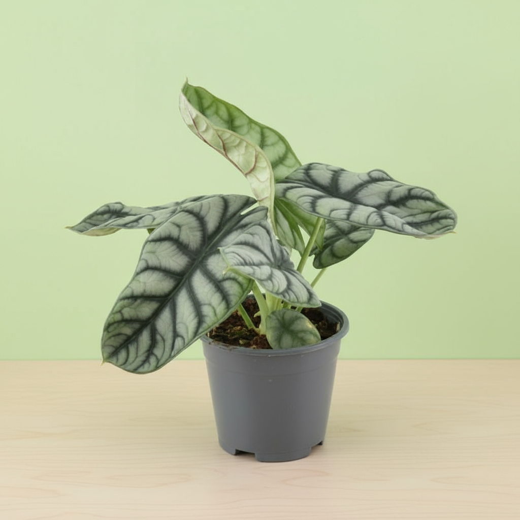 Alocasia Nebula Silver