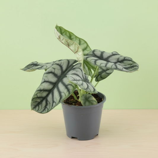 Alocasia Nebula Silver