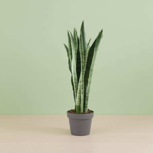 Sansevieria Spearmint