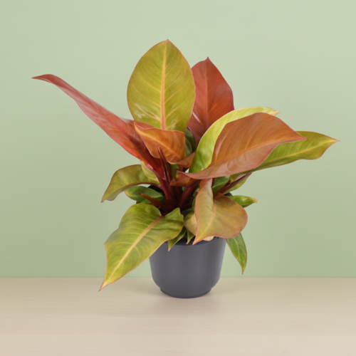 Philodendron Prince Of Orange
