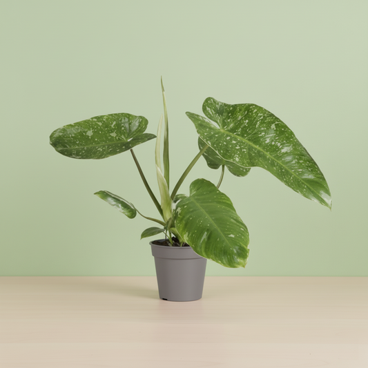 Philodendron Jose Buono