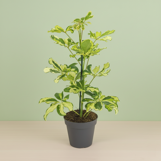 Schefflera Charlotte