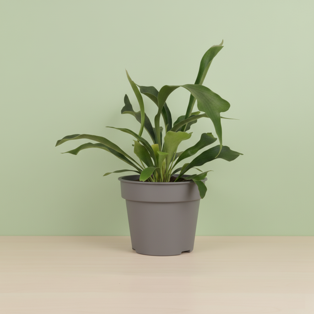 Platycerium Bifurcatum