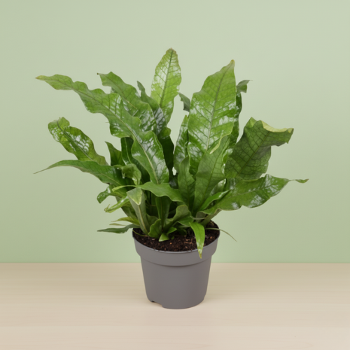 Microsorum Crocodyllus