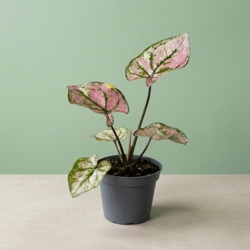 Caladium Purple Light
