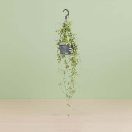 Ceropegia Linearis ‘Iris'