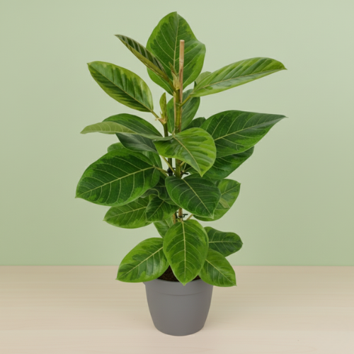 Ficus Altissima