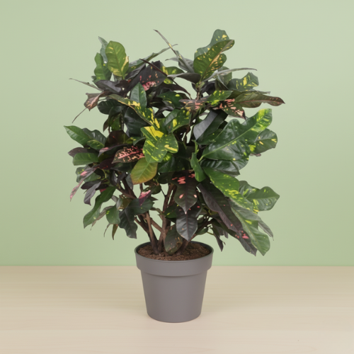 Codiaeum Magnificent