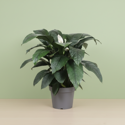 Spathiphyllum Sensation