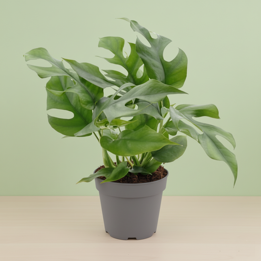 Monstera Minima