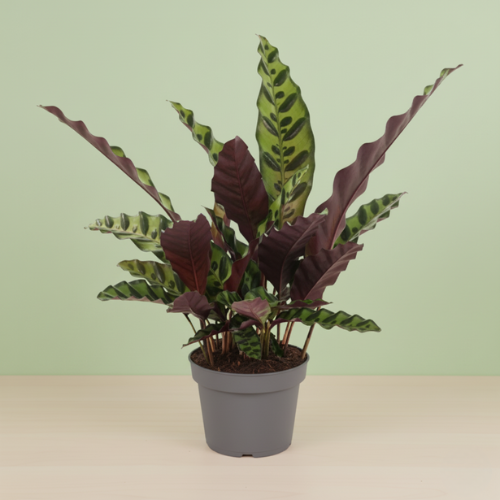 Calathea Lancifolia Insignis