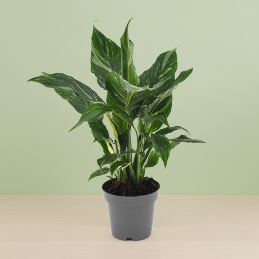 Spathiphyllum Diamond