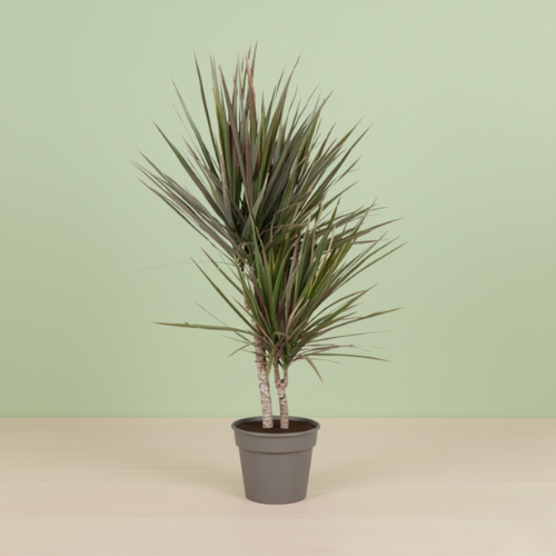 Dracaena Bicolor