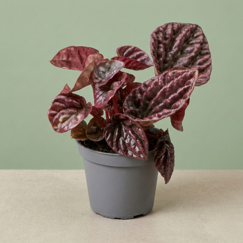 Peperomia Caperata Luna