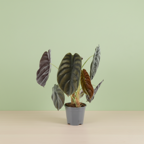 Alocasia Red Secret