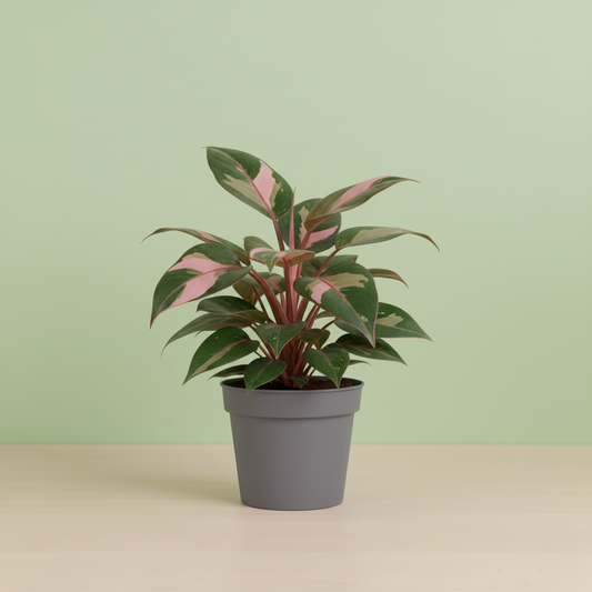 Philodendron Pink Princess