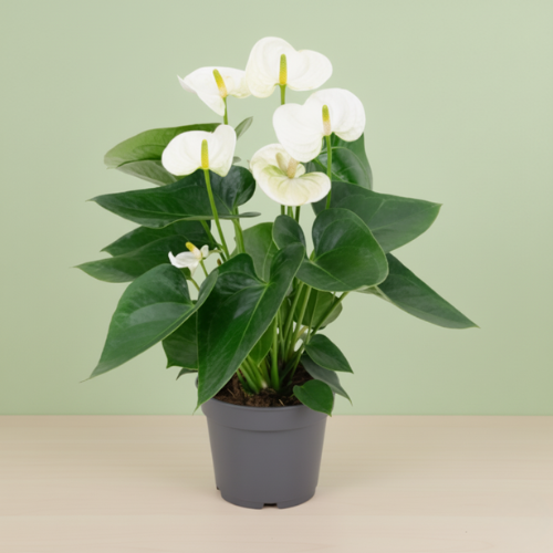 Anthurium White