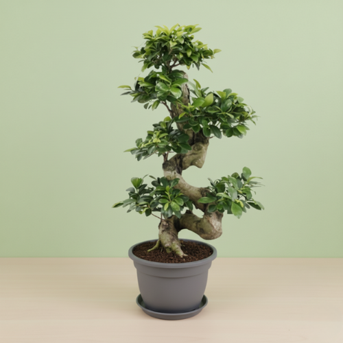 Ficus Ginseng