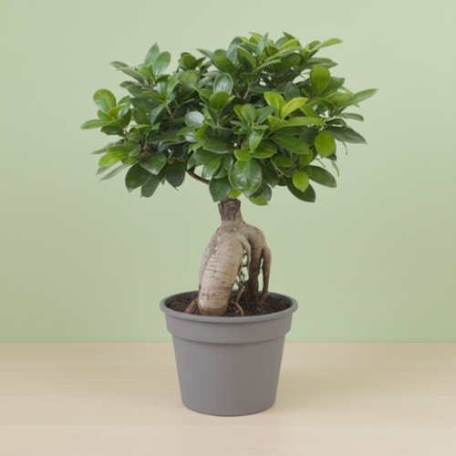 Ficus Ginseng