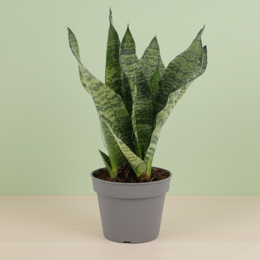 Sansevieria Black Coral