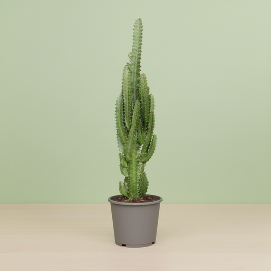 Euphorbia Trigona