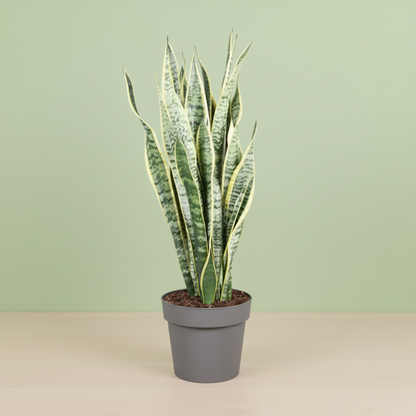 Sansevieria Trifasciata Laurentii