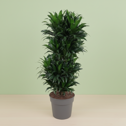 Dracaena Compacta Vertak