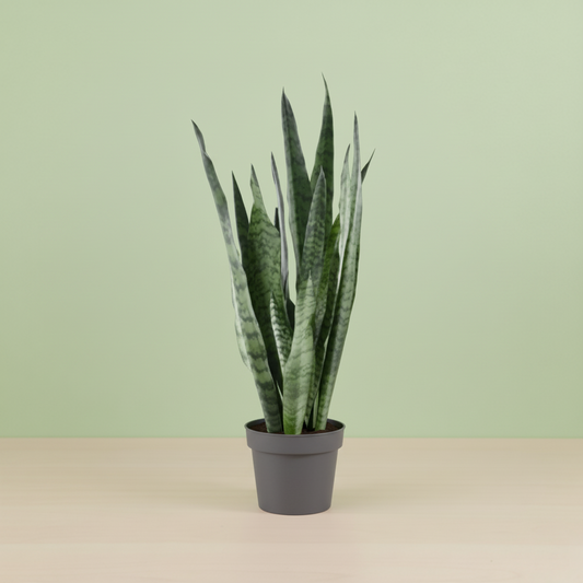 Sansevieria Zeylanica