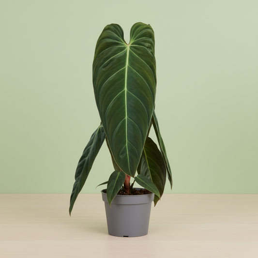 Philodendron Melanochrysum