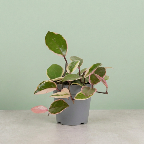 Hoya Flamingo Dream Star of Java