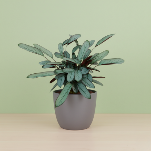 Ctenanthe Oppenheimiana