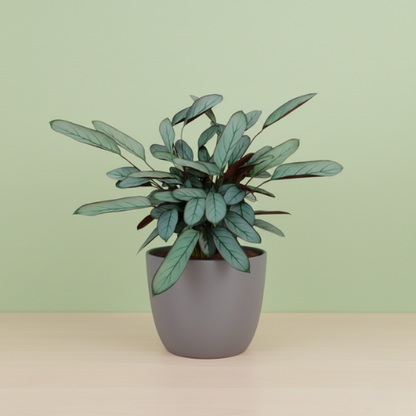 Ctenanthe Oppenheimiana