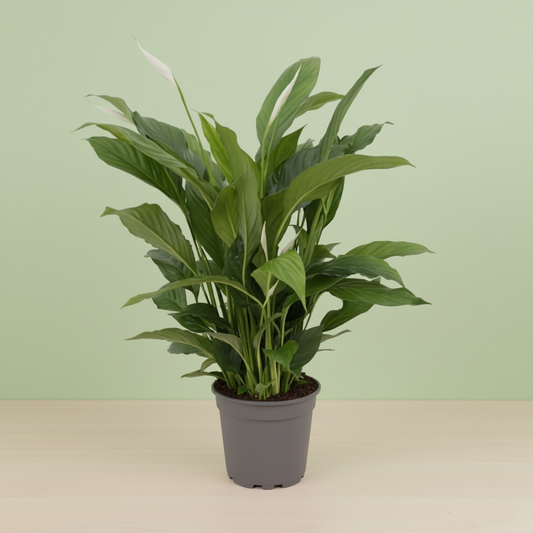 Spathiphyllum Torelli