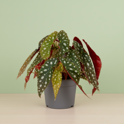 Begonia Maculata