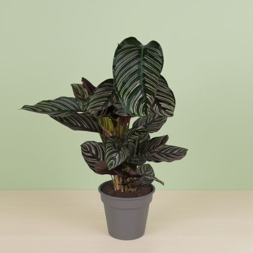 Calathea Ornata