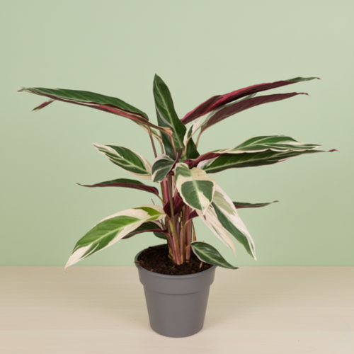 Calathea Triostar