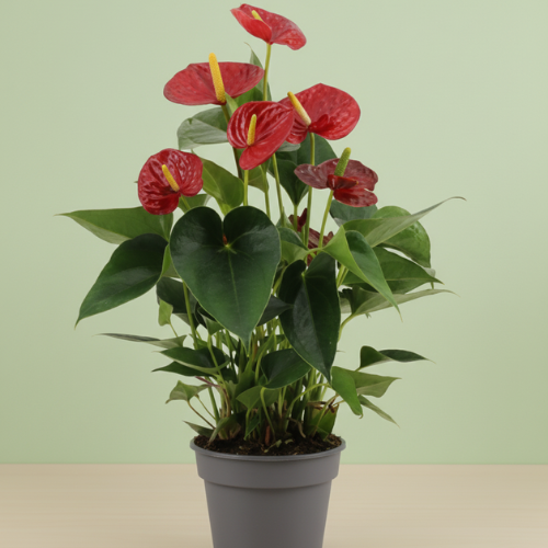 Anthurium Success Red